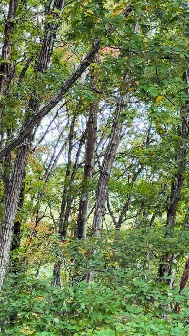 In the quiet forest of Aga, a gentle rhythm echoes —
the woodpecker’s song against the silence. 
Life here moves slowly, yet deeply. 🌲🪶 #AgaNiigata #HiddenJapan #DiscoverAga #SlowTravelJapan #VisitNiigata
#Woodpecker #BirdwatchingJapan #NatureLoversJapan #JapaneseCountryside #ForestWhispers
#WildlifeMoments #EcoTravel #MistyForest
#SlowMoments #QuietBeauty #HiddenNature #PeacefulJapan #NaturePoetry